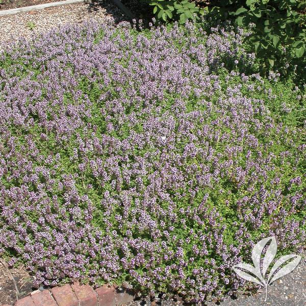 Lemon Thyme