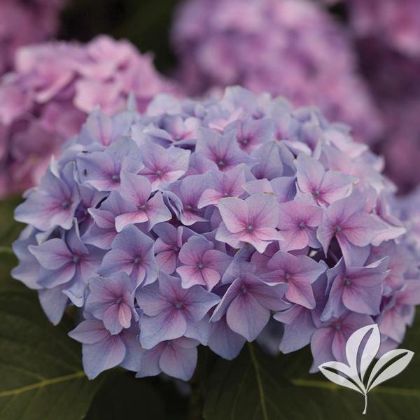 Let's Dance® Rhythmic Blue® Hydrangea
