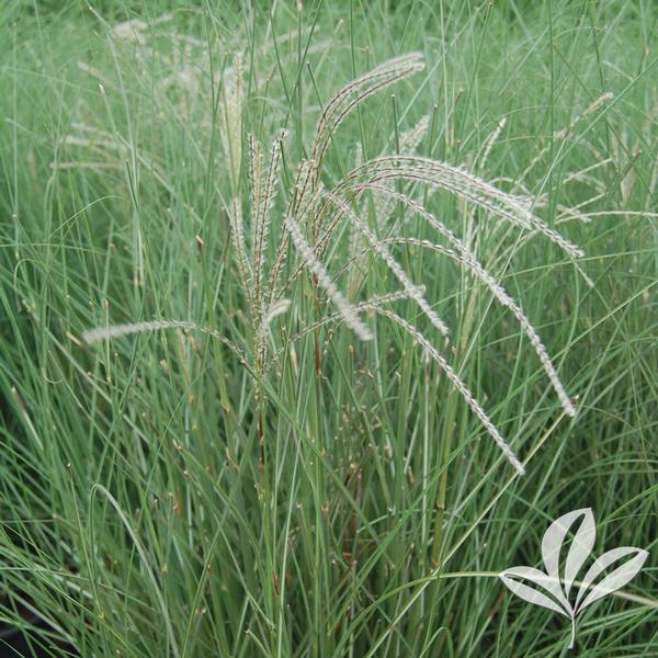 Little Fountain Maiden Grass