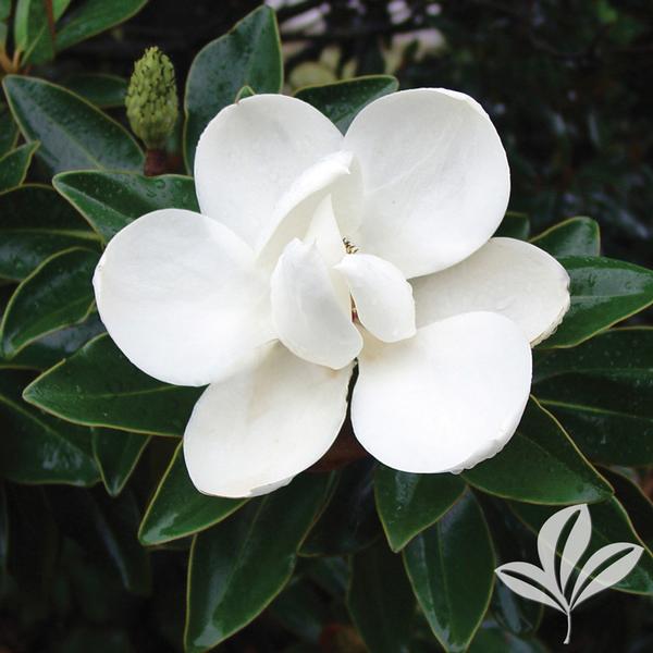 Little Gem Magnolia