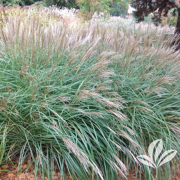 Little Kitten Maiden Grass
