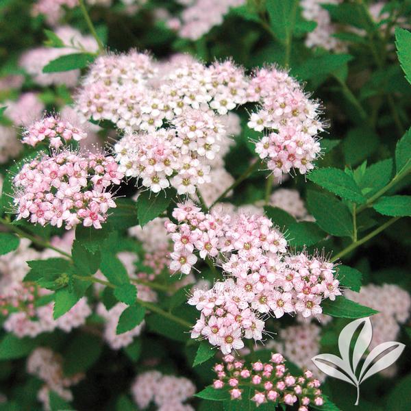 Little Princess Spirea