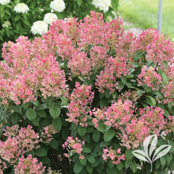 Little Quick Fire® Hydrangea