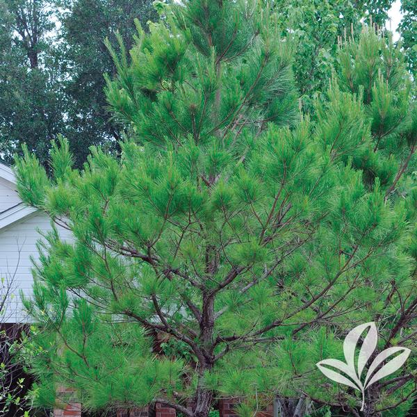 Loblolly Pine