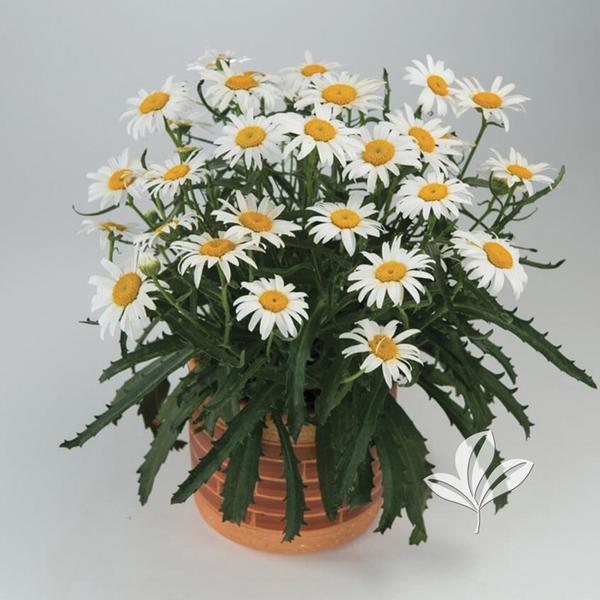 Lucille™ White Shasta Daisy