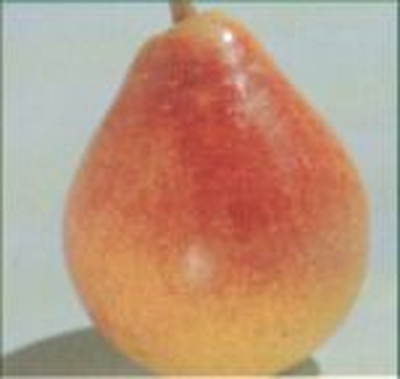 Luscious Pear