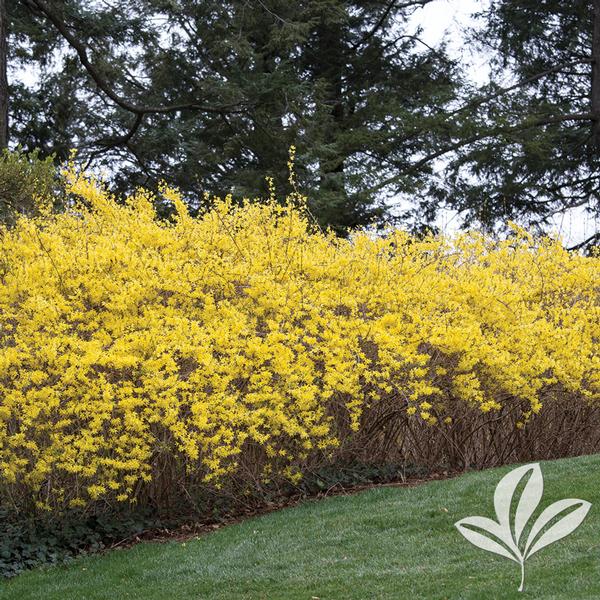 Lynwood Gold Forsythia