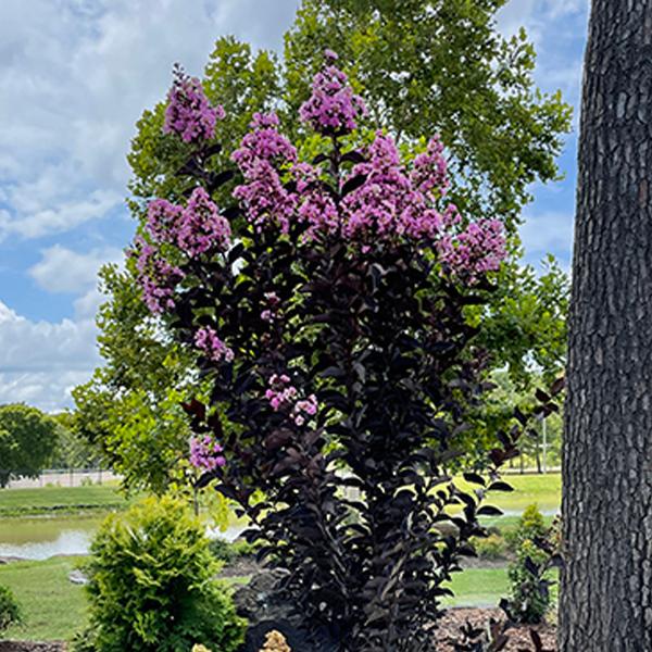 Thunderstruck™ Lavender Skies™ Crapemyrtle