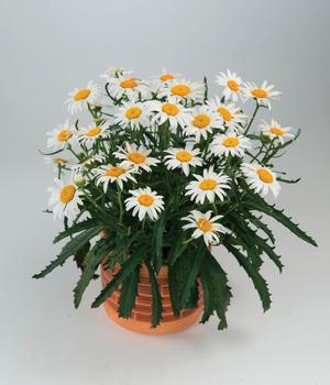 Lucille™ Grace Shasta Daisy