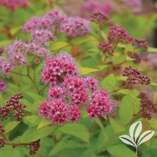 Magic Carpet Spirea