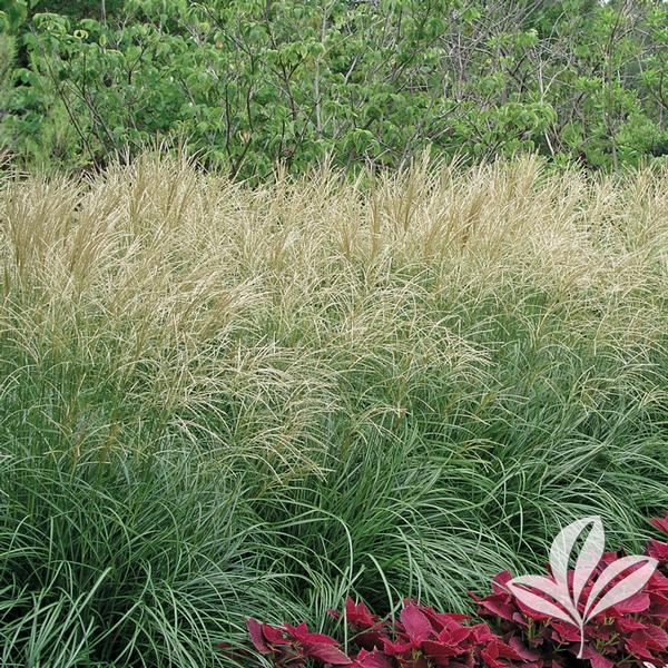 Maiden Grass