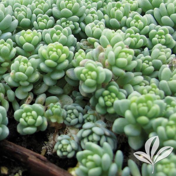 Major Sedum