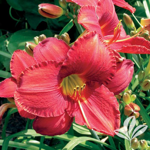 Mallard Daylily