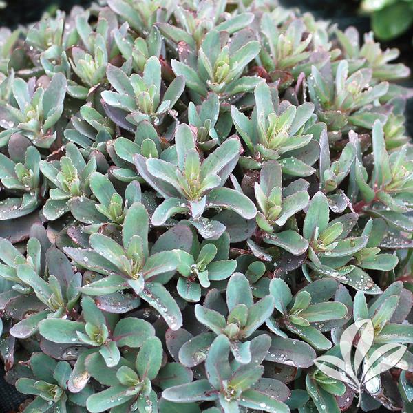 Marina Sedum