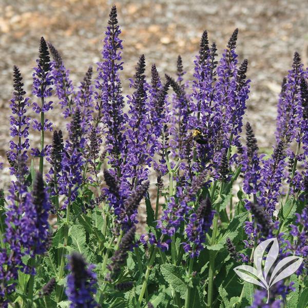 May Night Salvia
