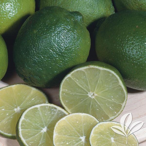 Mexican Lime Bush