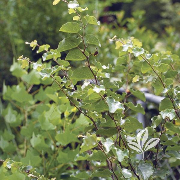 Mexican Redbud