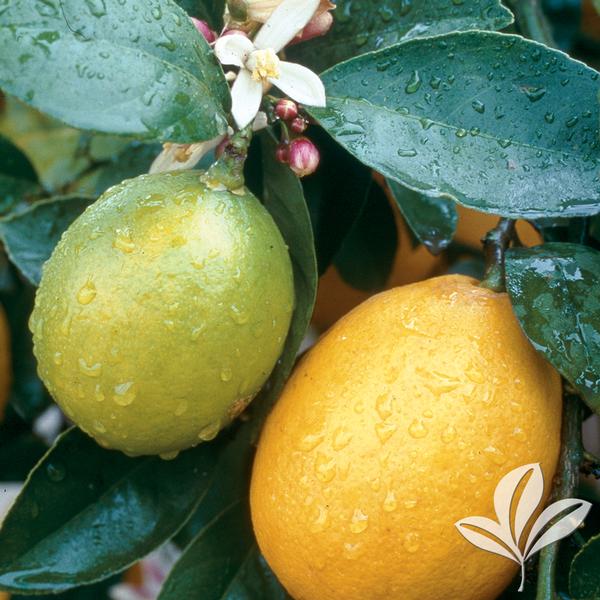 Meyer Lemon Bush