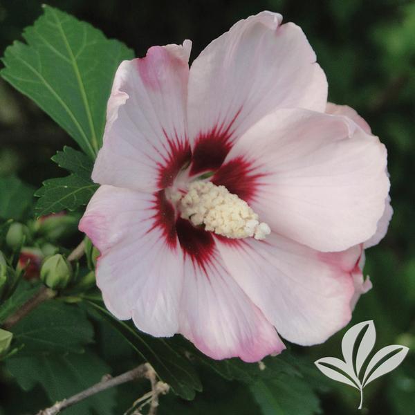 Minerva Althea