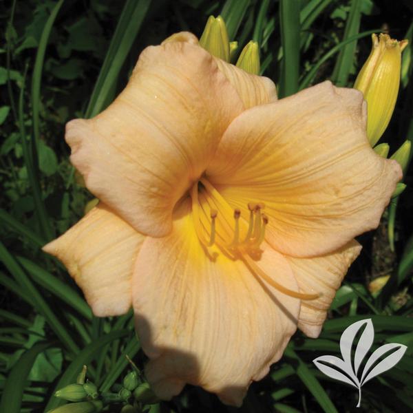 Mini Pearl Daylily
