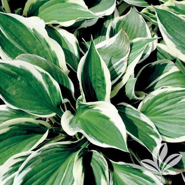 Minuteman Hosta