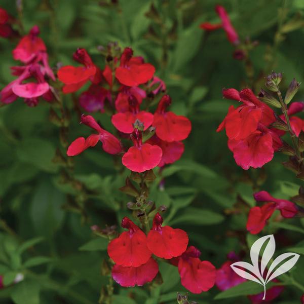 Mirage™ Cherry Red Autumn Sage