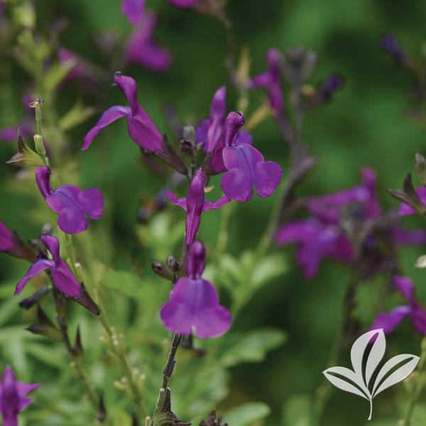 Mirage™ Deep Purple Autumn Sage