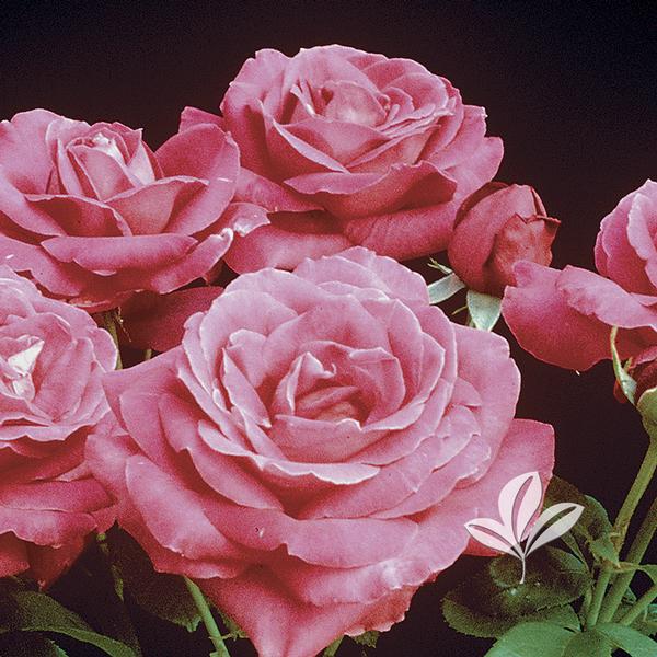 Miss All-American Beauty Hybrid Tea Rose