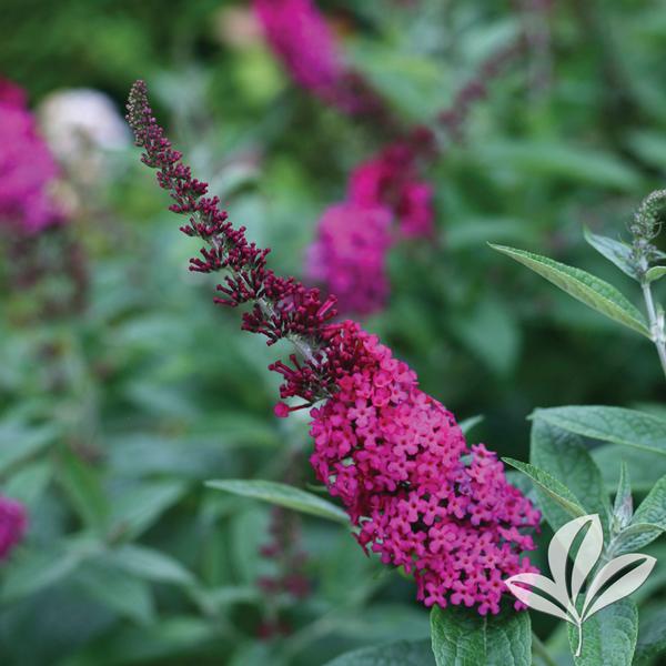 Miss Molly Butterfly Bush