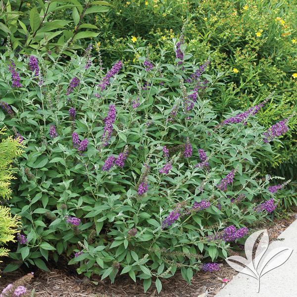 Miss Violet Butterfly Bush