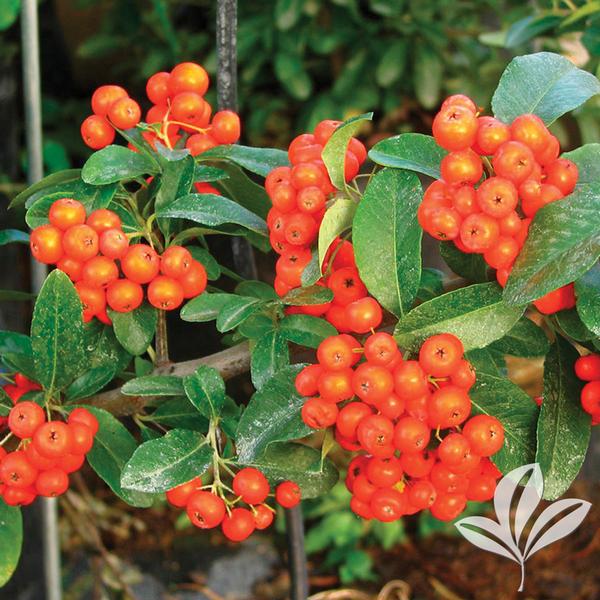 Mohave Pyracantha Staked