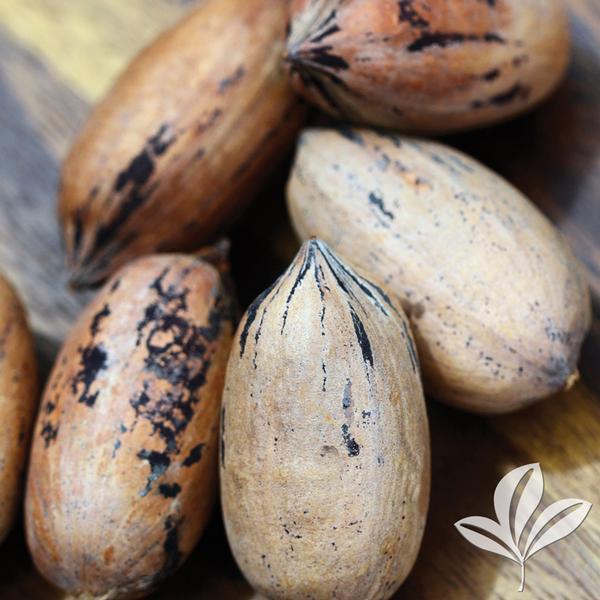 Mohawk Pecan