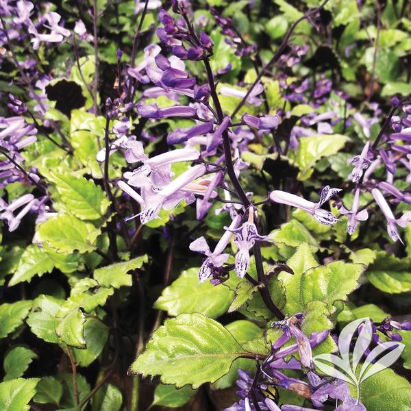 Mona Lavender Plectranthus