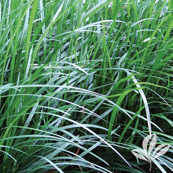 Mondo Grass
