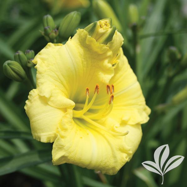 Montego Melon™ Kokomo™ Daylily