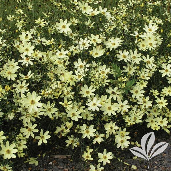 Moonbeam Coreopsis