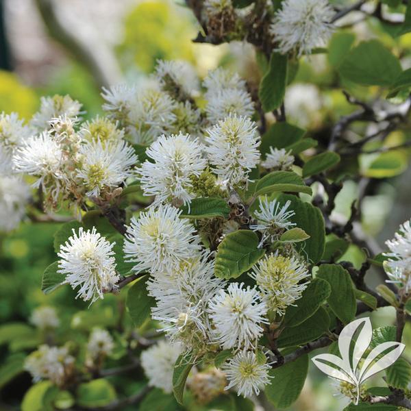 Mt. Airy Fothergilla