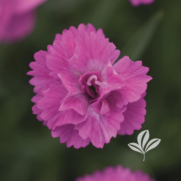 Mountain Frost™ Pink PomPom Dianthus