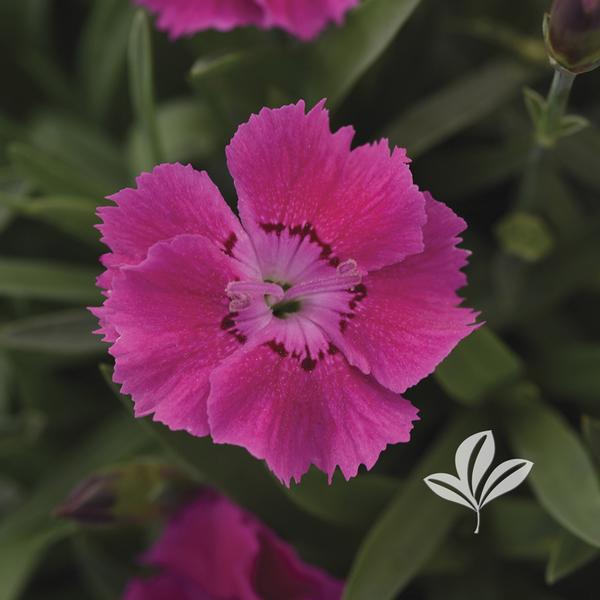 Mountain Frost™ Rose Bouquet Dianthus