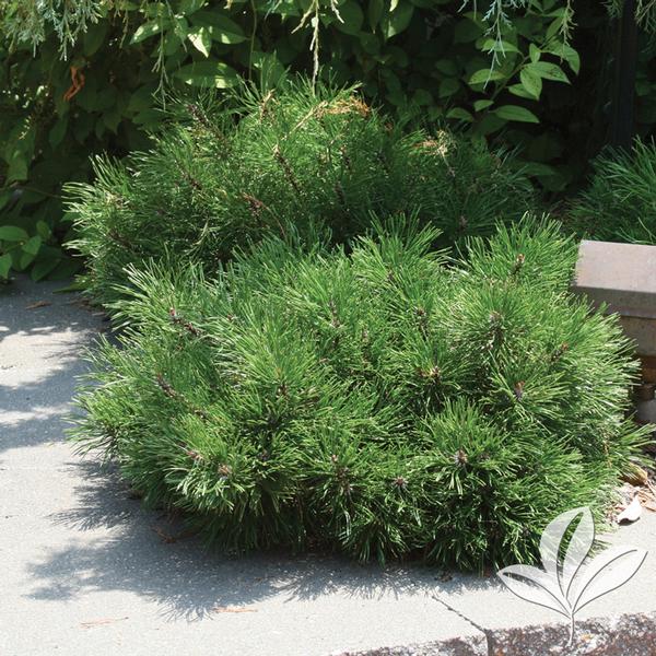 Mugo Pine