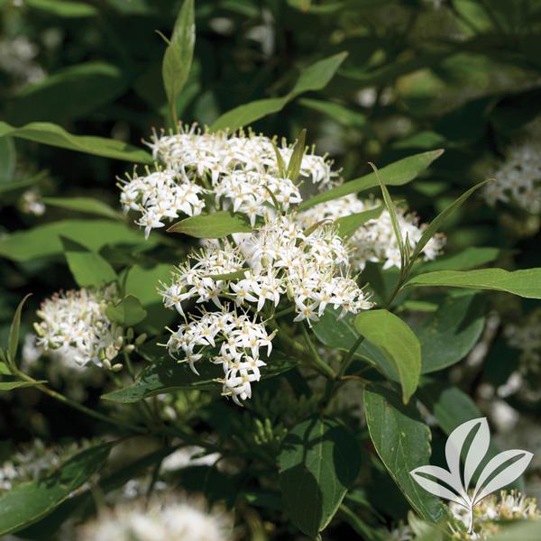 Muskingum® Dogwood