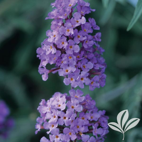 Nanho Blue Butterfly Bush