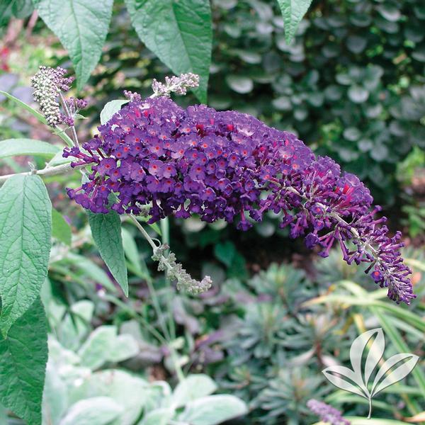 Nanho Purple Butterfly Bush
