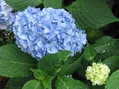Nantucket Blue™ Hydrangea