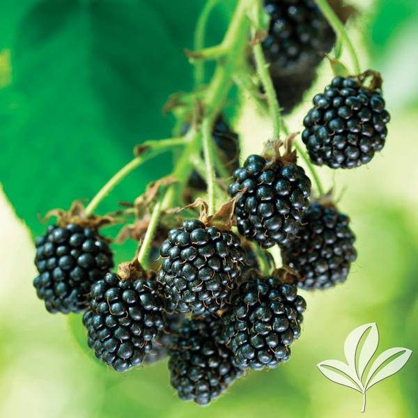 Natchez Blackberry