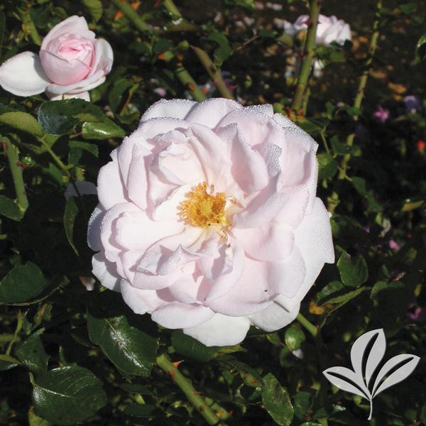 New Dawn Climbing Rose