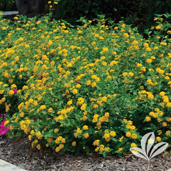New Gold Lantana