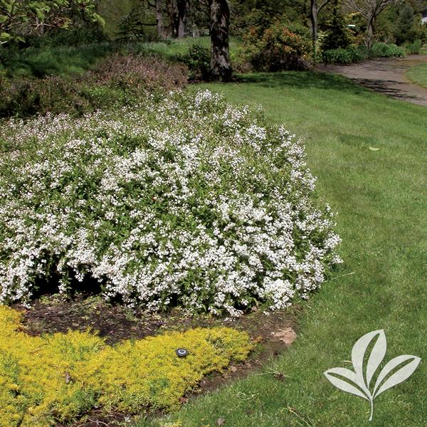 Nikko Slender Deutzia