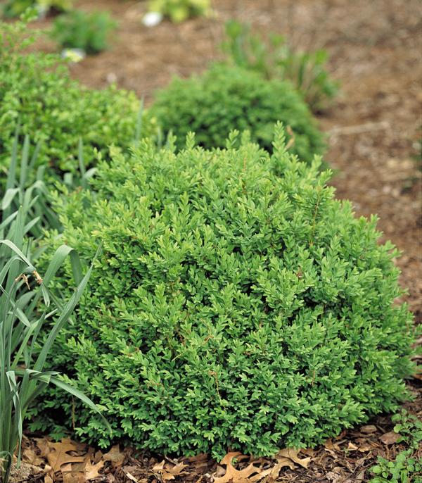 North Star® Boxwood