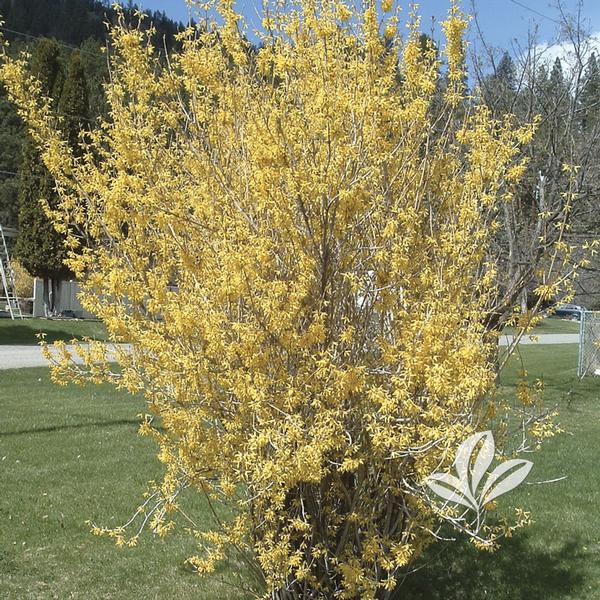 Northern Gold Forsythia